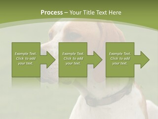 A Brown And White Dog Sitting On Top Of A Green Field PowerPoint Template