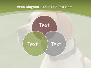 A Brown And White Dog Sitting On Top Of A Green Field PowerPoint Template