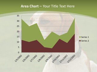 A Brown And White Dog Sitting On Top Of A Green Field PowerPoint Template