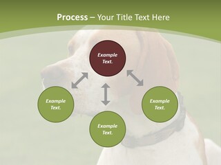 A Brown And White Dog Sitting On Top Of A Green Field PowerPoint Template