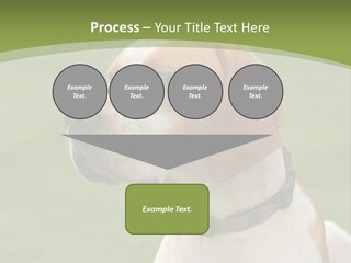 A Brown And White Dog Sitting On Top Of A Green Field PowerPoint Template