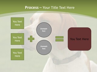 A Brown And White Dog Sitting On Top Of A Green Field PowerPoint Template