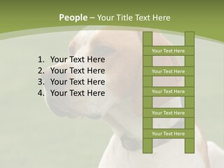 A Brown And White Dog Sitting On Top Of A Green Field PowerPoint Template