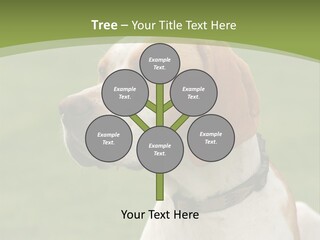 A Brown And White Dog Sitting On Top Of A Green Field PowerPoint Template