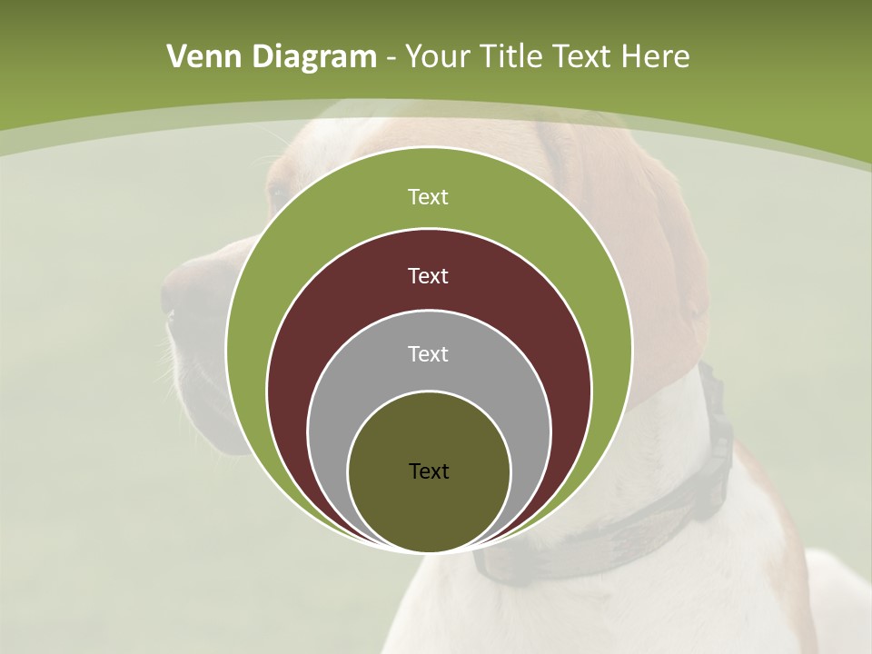 A Brown And White Dog Sitting On Top Of A Green Field PowerPoint Template