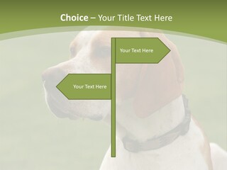 A Brown And White Dog Sitting On Top Of A Green Field PowerPoint Template