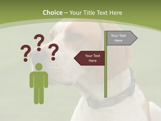 A Brown And White Dog Sitting On Top Of A Green Field PowerPoint Template