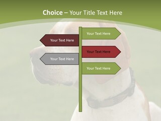 A Brown And White Dog Sitting On Top Of A Green Field PowerPoint Template