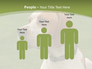 A Brown And White Dog Sitting On Top Of A Green Field PowerPoint Template