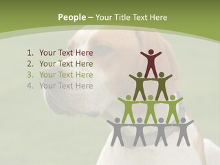 A Brown And White Dog Sitting On Top Of A Green Field PowerPoint Template