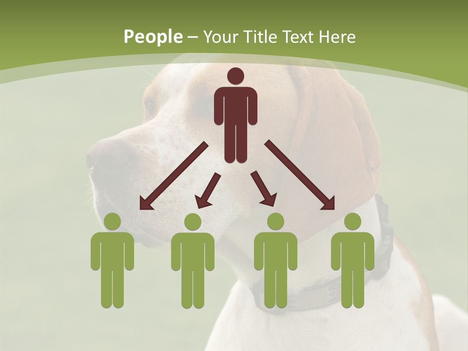 A Brown And White Dog Sitting On Top Of A Green Field PowerPoint Template