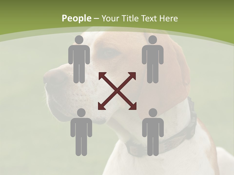 A Brown And White Dog Sitting On Top Of A Green Field PowerPoint Template