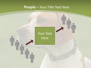 A Brown And White Dog Sitting On Top Of A Green Field PowerPoint Template