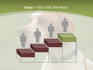 A Brown And White Dog Sitting On Top Of A Green Field PowerPoint Template