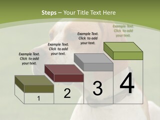A Brown And White Dog Sitting On Top Of A Green Field PowerPoint Template