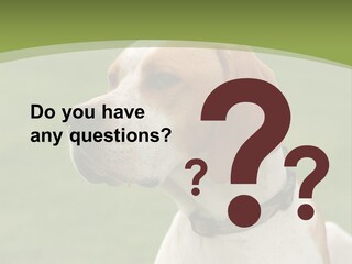 A Brown And White Dog Sitting On Top Of A Green Field PowerPoint Template