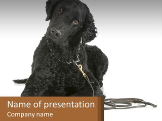 A Black Dog With A Leash On A White Background PowerPoint Template