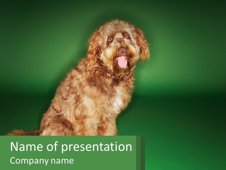 A Brown Dog Sitting On Top Of A Green Background PowerPoint Template