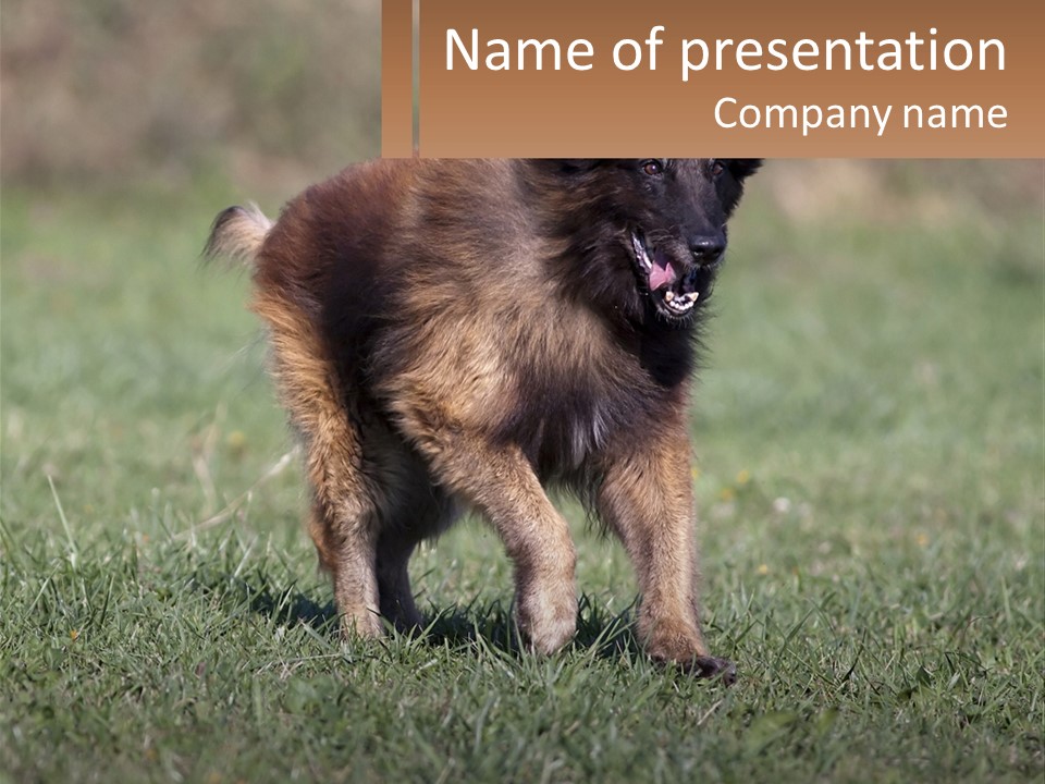 A Brown And Black Dog Standing On Top Of A Lush Green Field PowerPoint Template