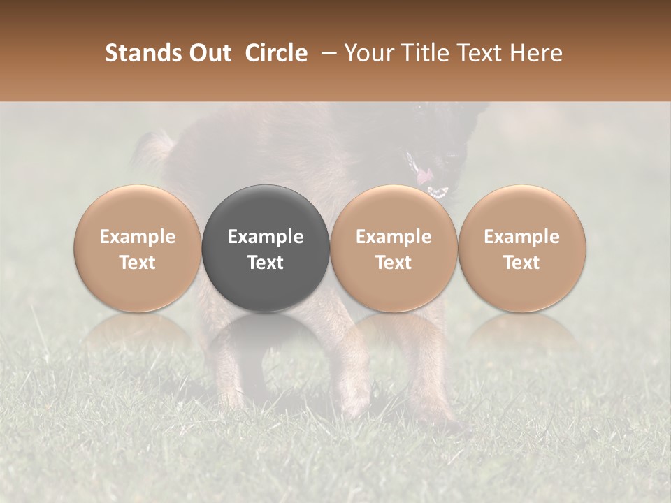 A Brown And Black Dog Standing On Top Of A Lush Green Field PowerPoint Template