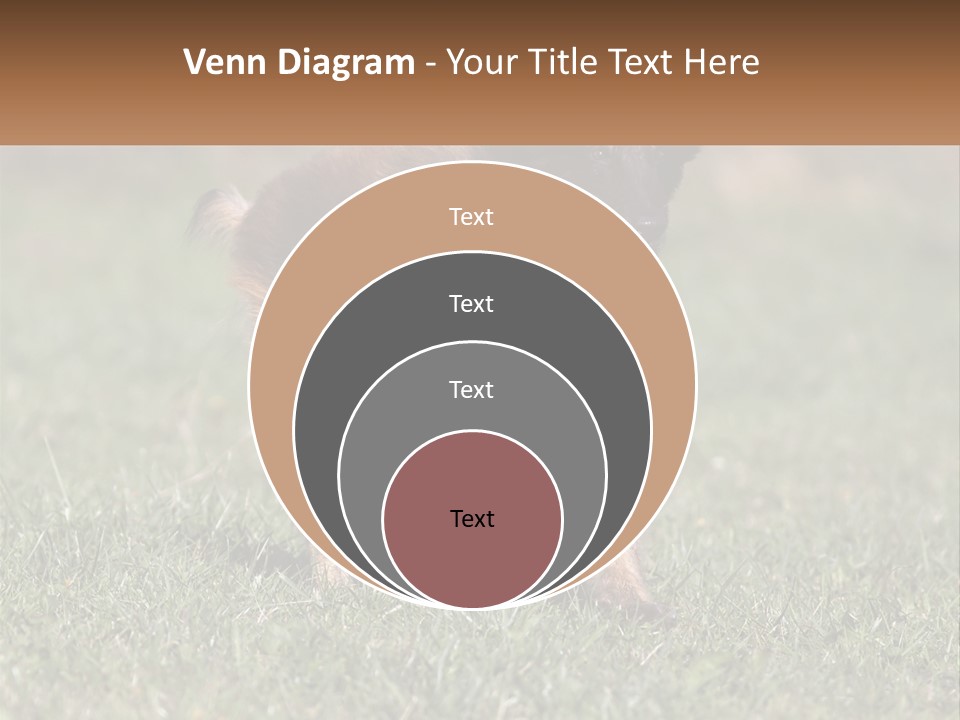 A Brown And Black Dog Standing On Top Of A Lush Green Field PowerPoint Template