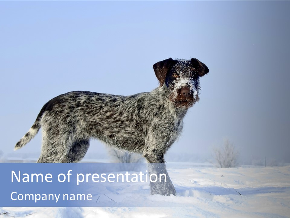 A Gray And Black Dog Standing In The Snow PowerPoint Template