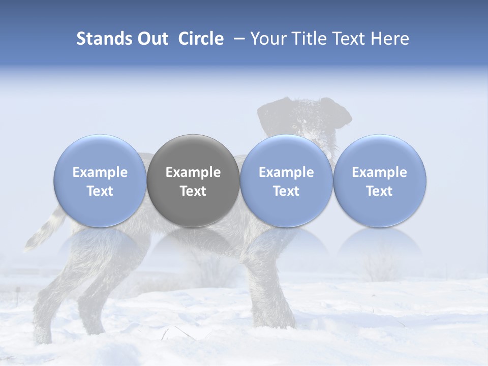 A Gray And Black Dog Standing In The Snow PowerPoint Template