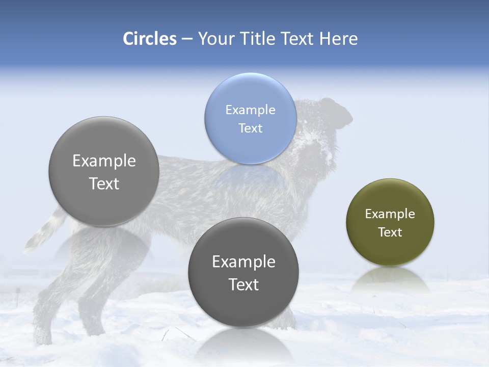 A Gray And Black Dog Standing In The Snow PowerPoint Template