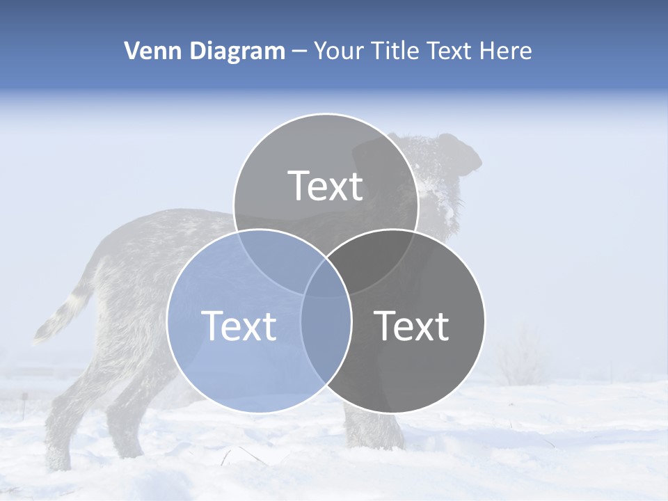 A Gray And Black Dog Standing In The Snow PowerPoint Template