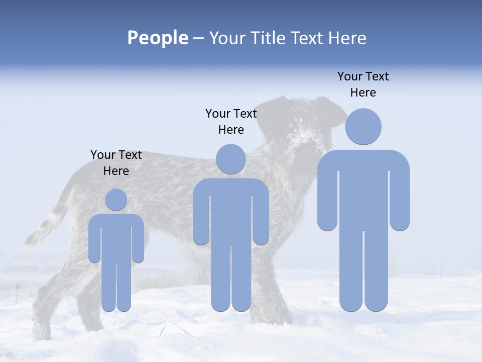 A Gray And Black Dog Standing In The Snow PowerPoint Template