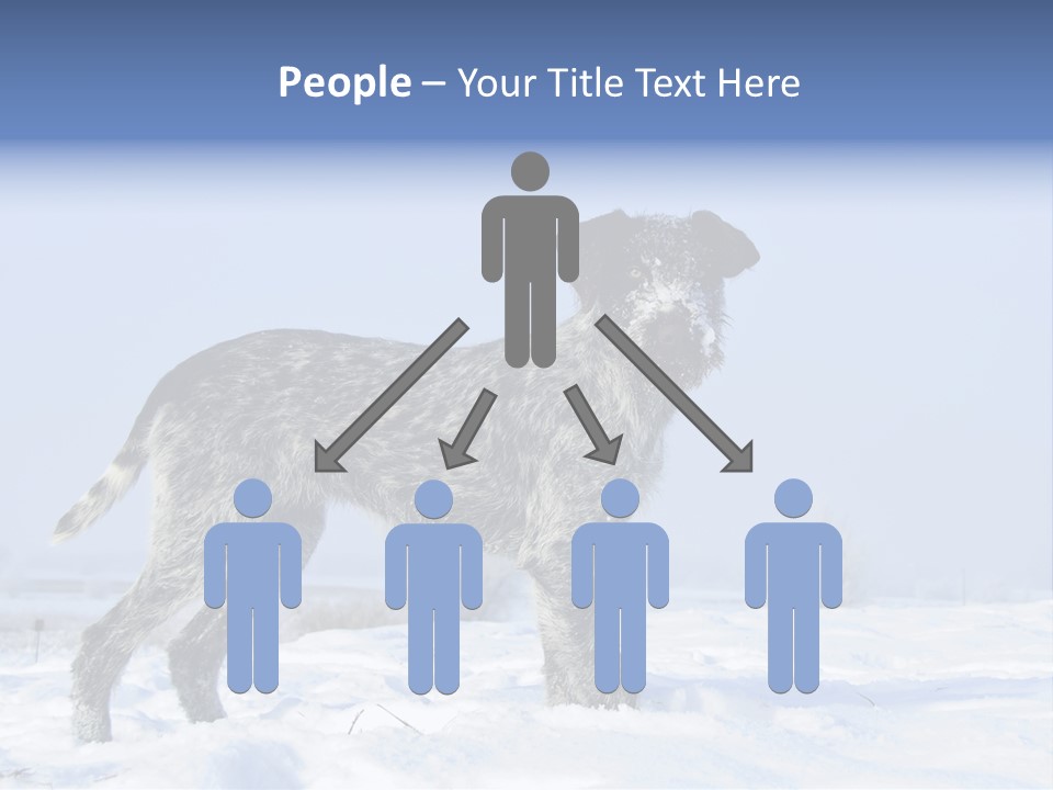 A Gray And Black Dog Standing In The Snow PowerPoint Template