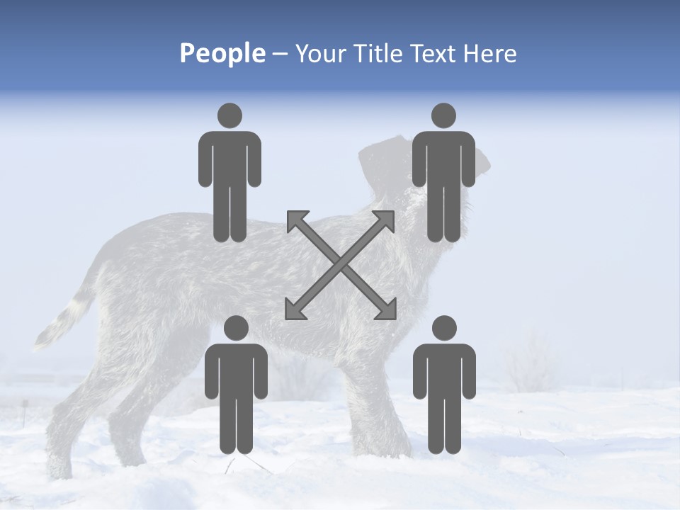 A Gray And Black Dog Standing In The Snow PowerPoint Template