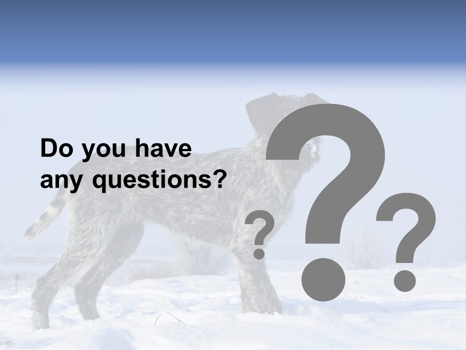 A Gray And Black Dog Standing In The Snow PowerPoint Template