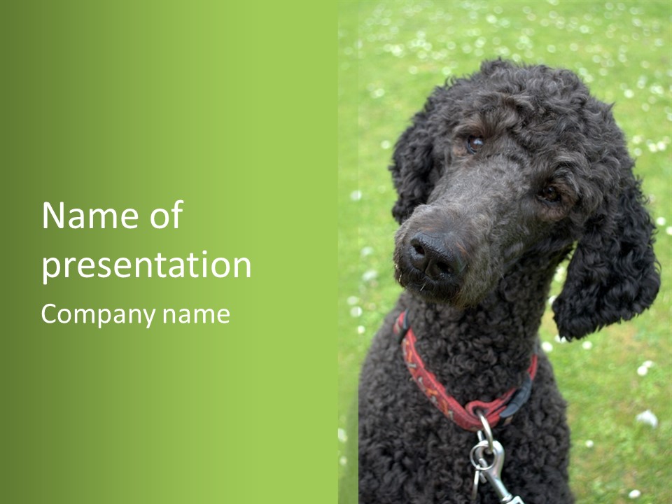 A Black Poodle With A Red Collar Is Looking At The Camera PowerPoint Template