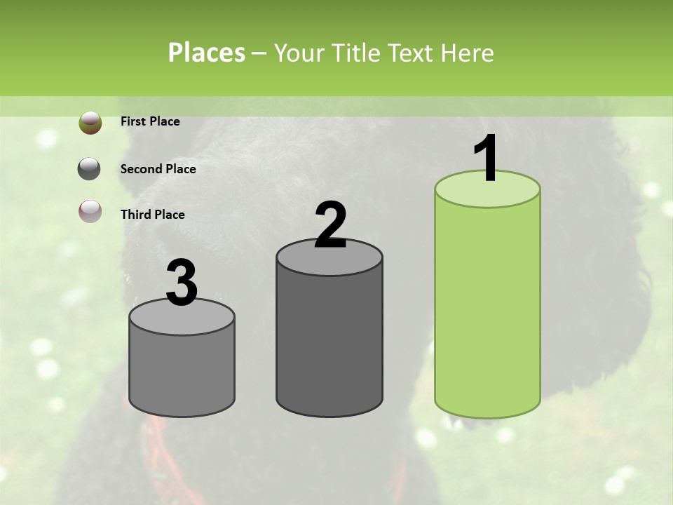 A Black Poodle With A Red Collar Is Looking At The Camera PowerPoint Template