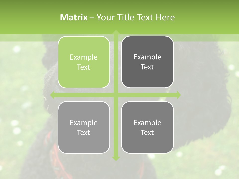 A Black Poodle With A Red Collar Is Looking At The Camera PowerPoint Template