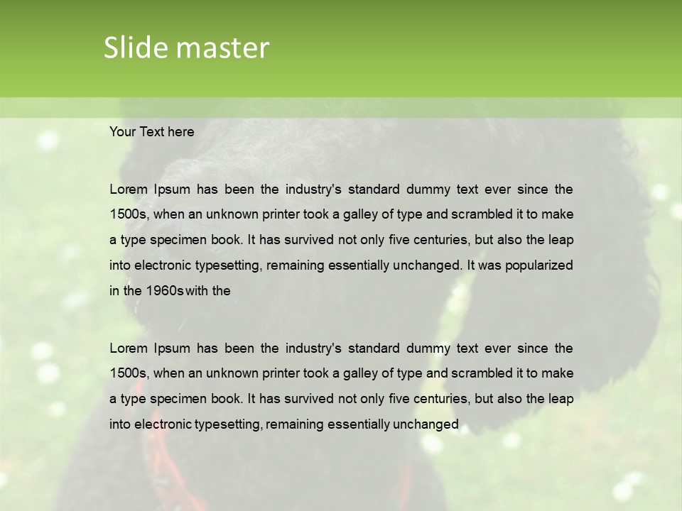 A Black Poodle With A Red Collar Is Looking At The Camera PowerPoint Template