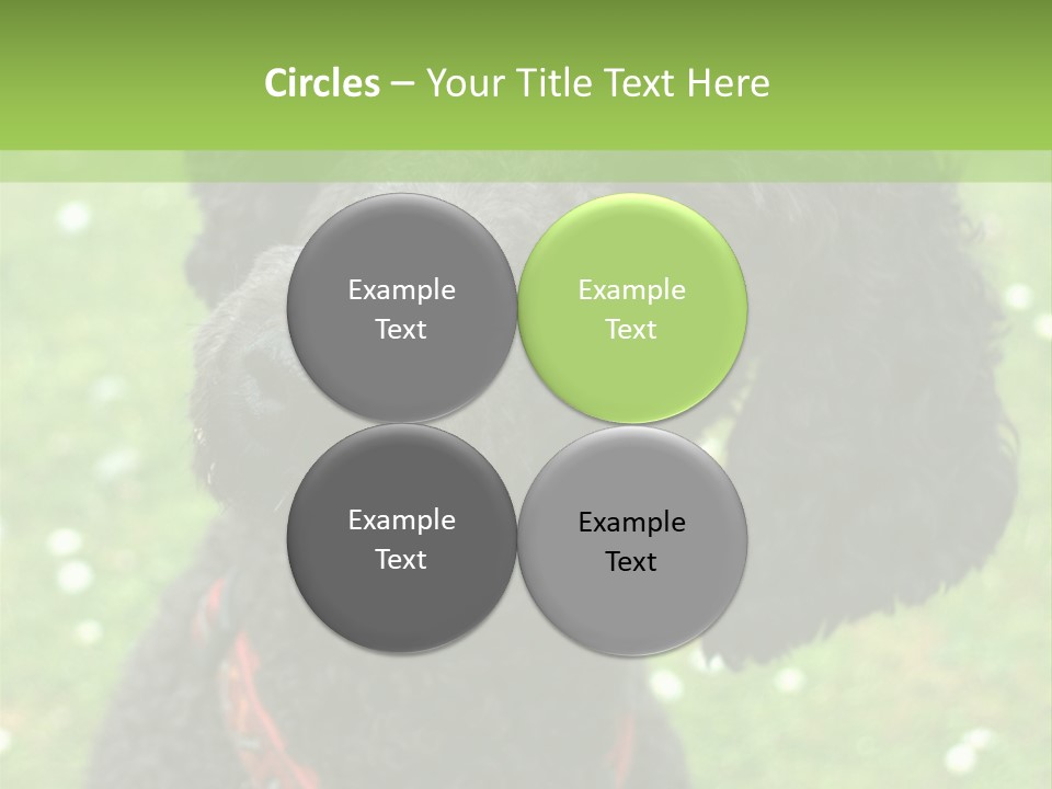 A Black Poodle With A Red Collar Is Looking At The Camera PowerPoint Template
