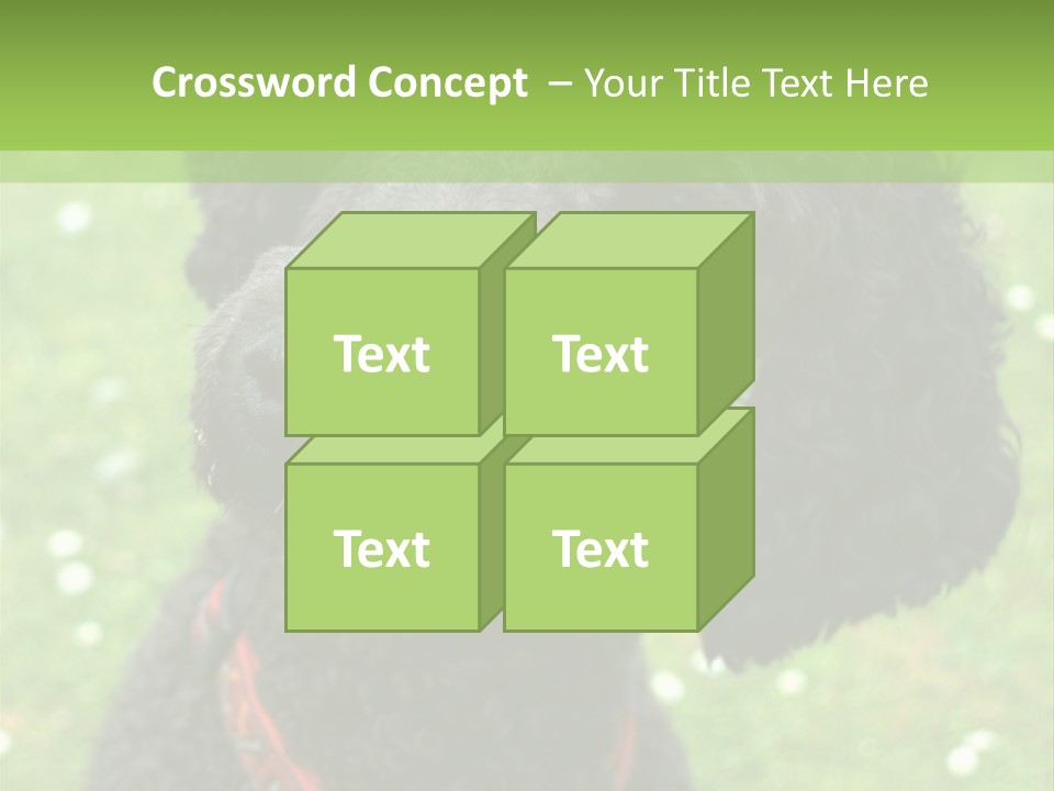 A Black Poodle With A Red Collar Is Looking At The Camera PowerPoint Template