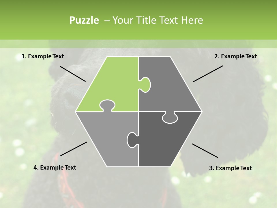 A Black Poodle With A Red Collar Is Looking At The Camera PowerPoint Template