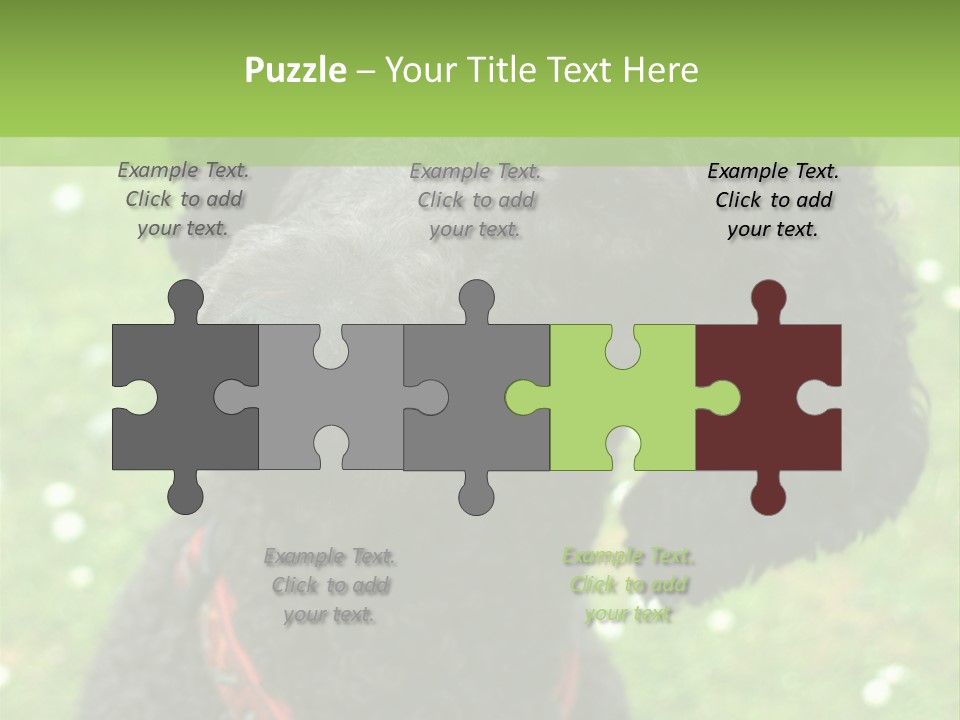 A Black Poodle With A Red Collar Is Looking At The Camera PowerPoint Template