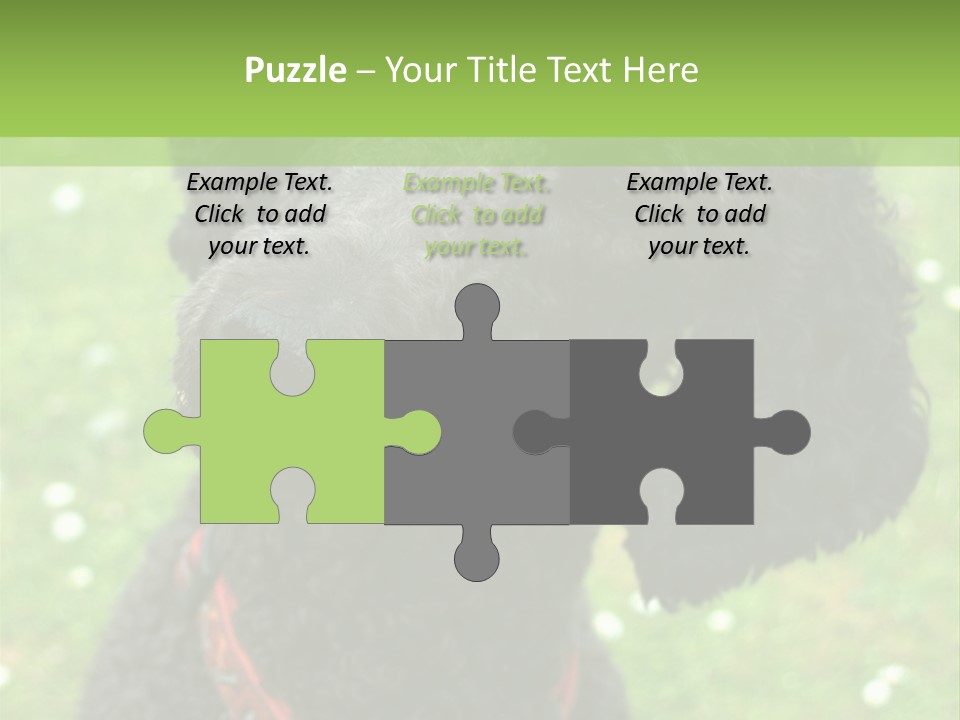 A Black Poodle With A Red Collar Is Looking At The Camera PowerPoint Template