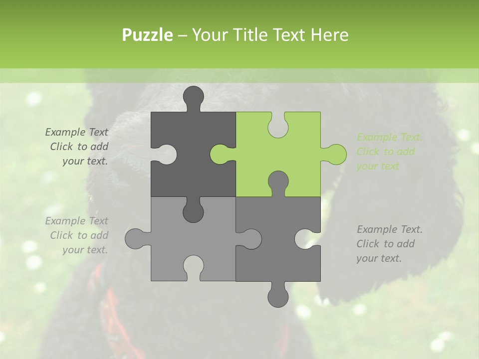 A Black Poodle With A Red Collar Is Looking At The Camera PowerPoint Template