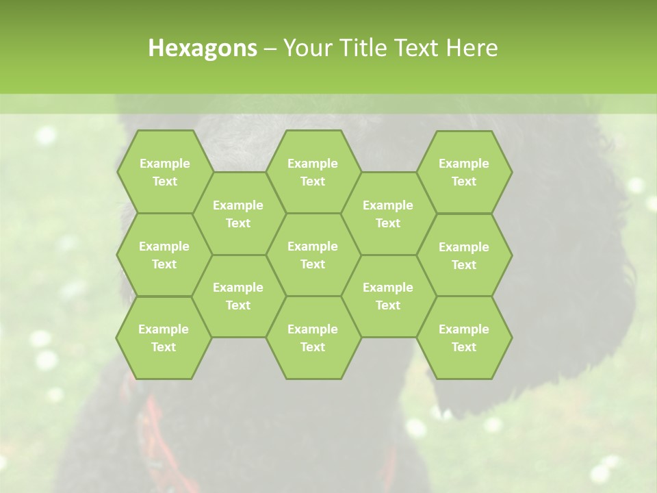 A Black Poodle With A Red Collar Is Looking At The Camera PowerPoint Template