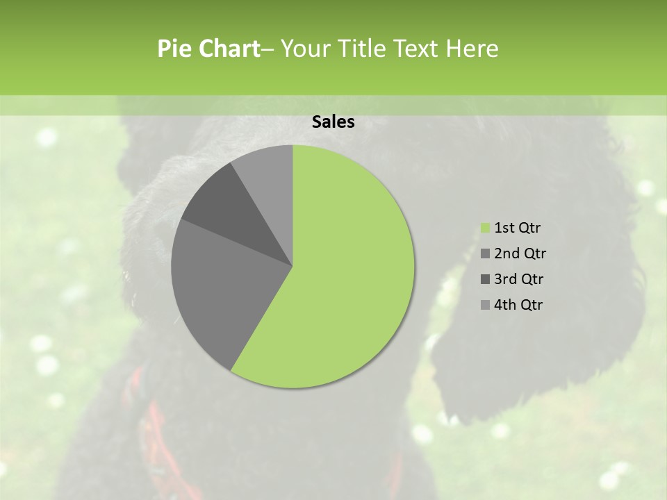 A Black Poodle With A Red Collar Is Looking At The Camera PowerPoint Template