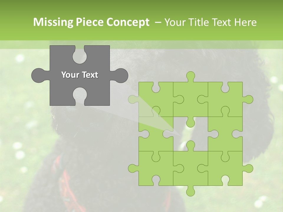 A Black Poodle With A Red Collar Is Looking At The Camera PowerPoint Template