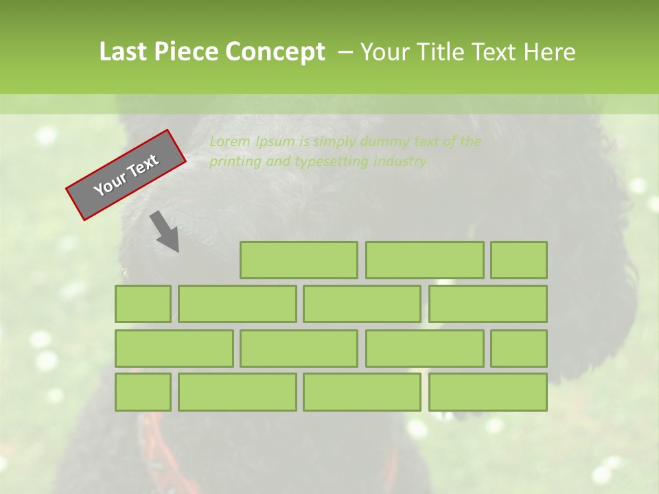 A Black Poodle With A Red Collar Is Looking At The Camera PowerPoint Template