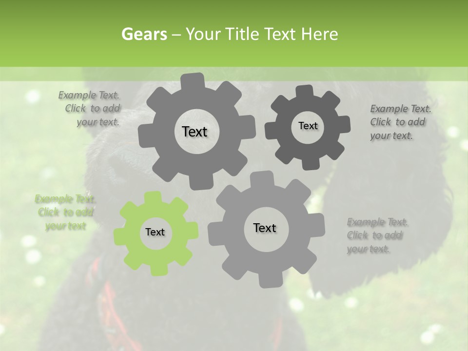 A Black Poodle With A Red Collar Is Looking At The Camera PowerPoint Template