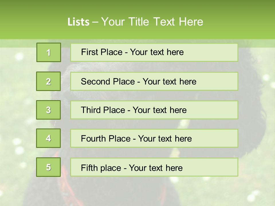A Black Poodle With A Red Collar Is Looking At The Camera PowerPoint Template