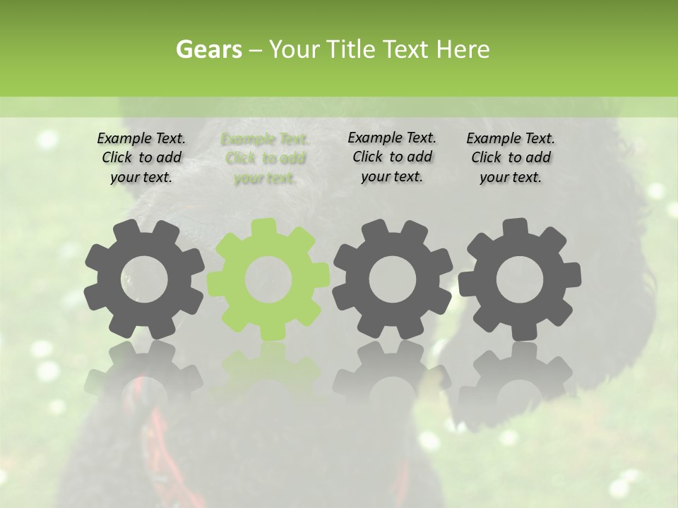 A Black Poodle With A Red Collar Is Looking At The Camera PowerPoint Template